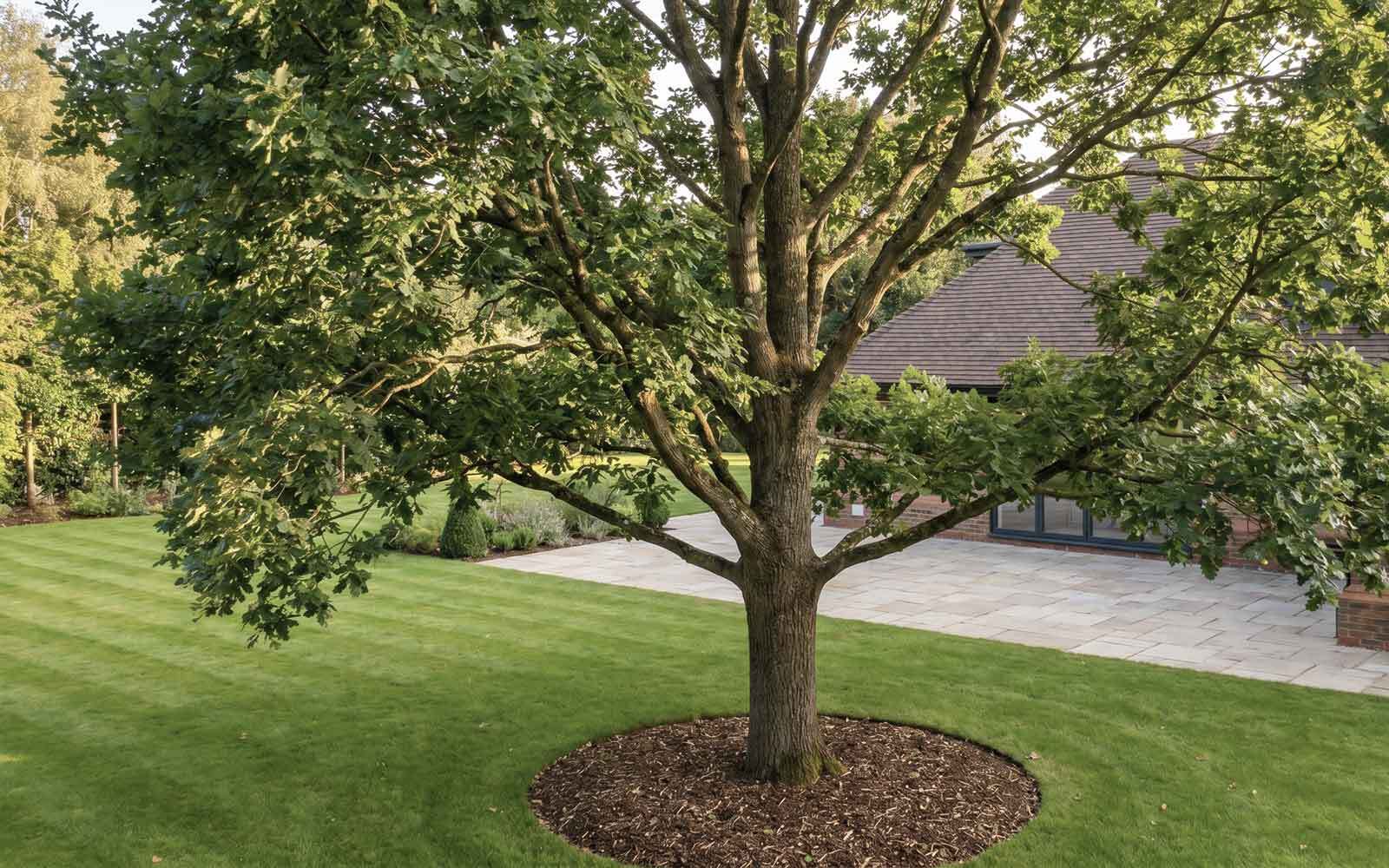Down to Earth Tree Surgery Work
