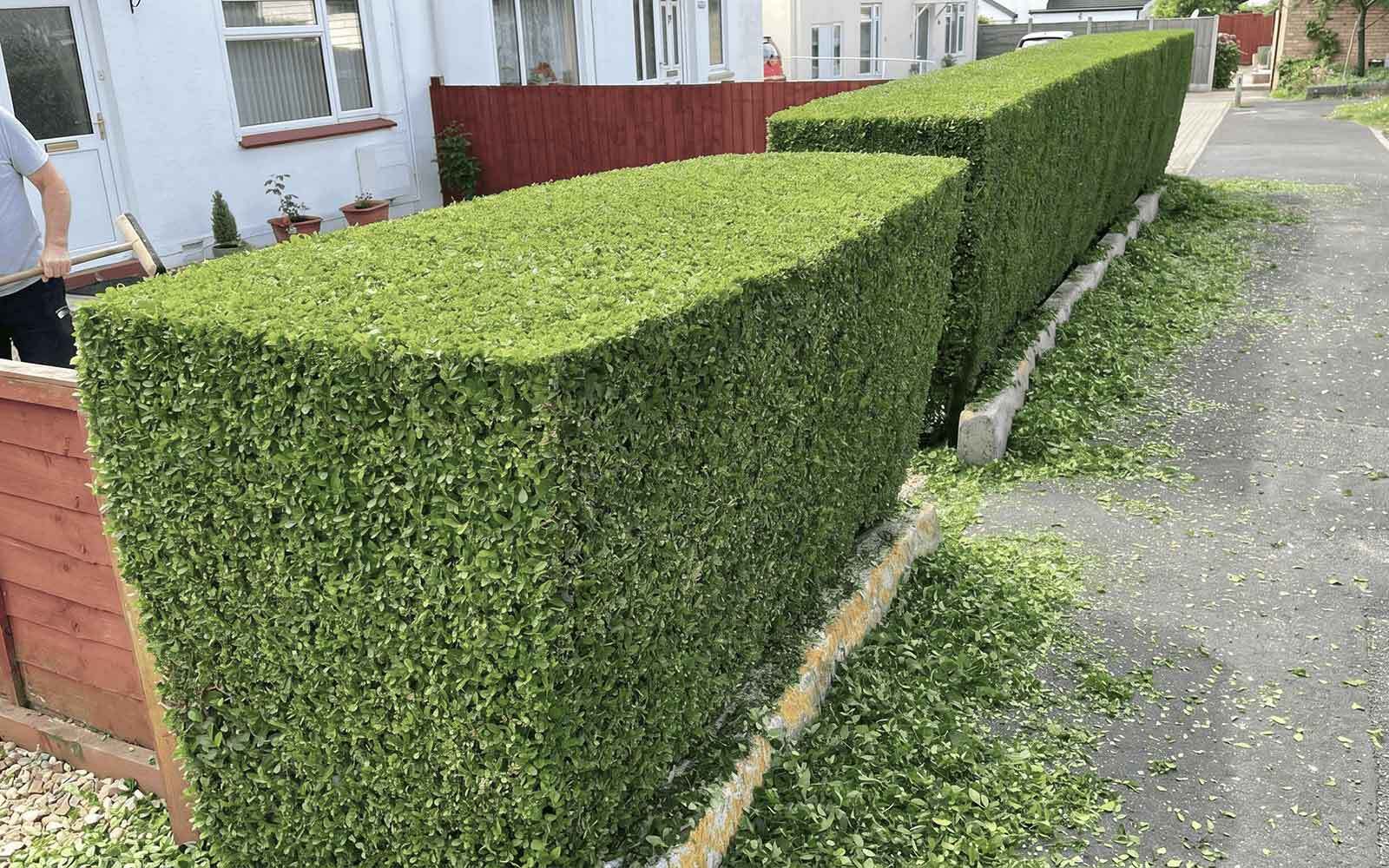 Down to Earth Tree Surgery Work