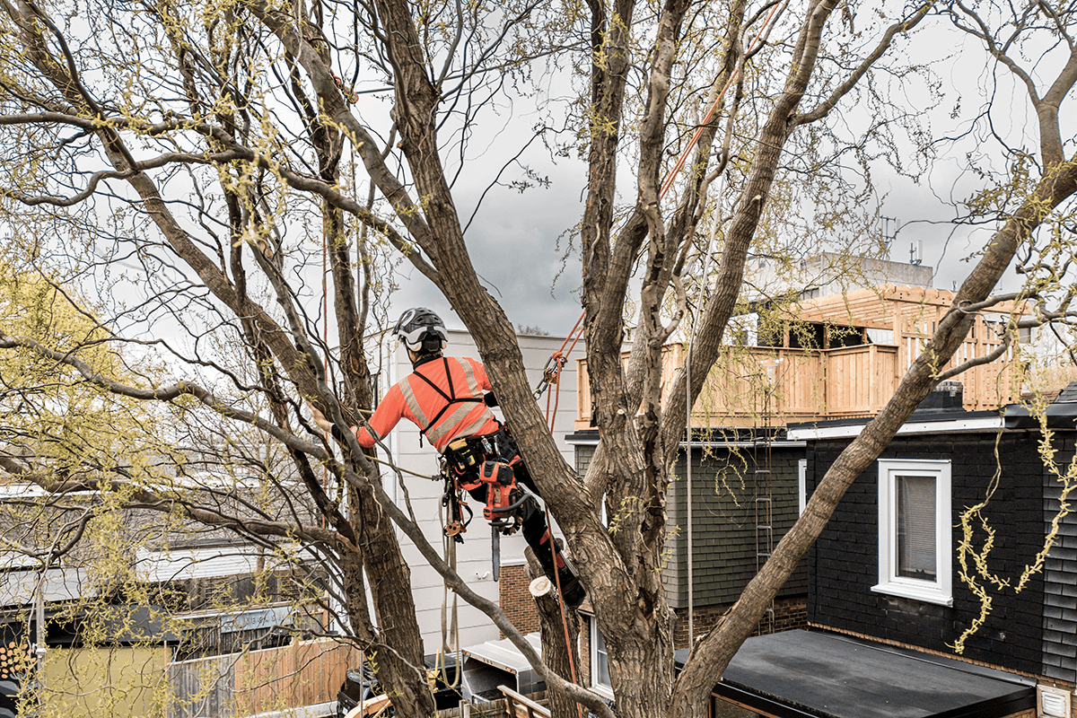 Welcome to Down To Earth Tree Surgery