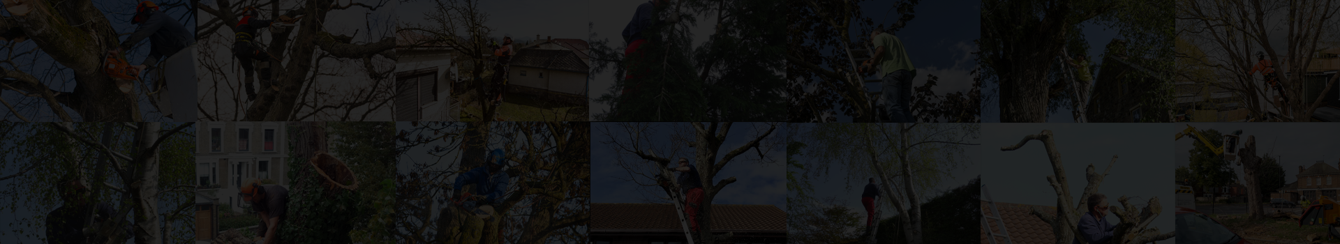 Down to Earth Tree Surgery